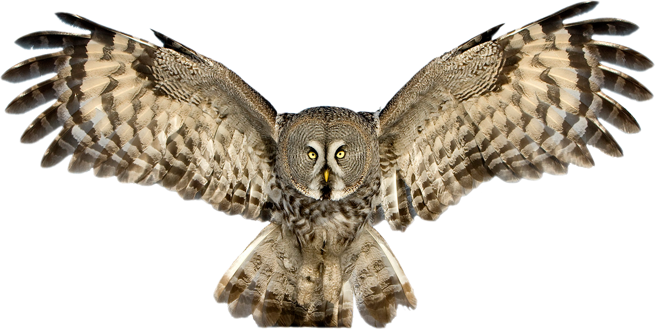 Png File Name: Owl Png Pic Dimension: 1297X652. Image Type: .png. Posted On: Aug 11Th, 2017. Category: Animals, Birds Tags: Owl - Owl, Transparent background PNG HD thumbnail