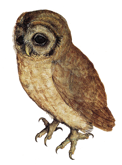 Sweet Little Owl Drawing Hdpng.com  - Owl, Transparent background PNG HD thumbnail