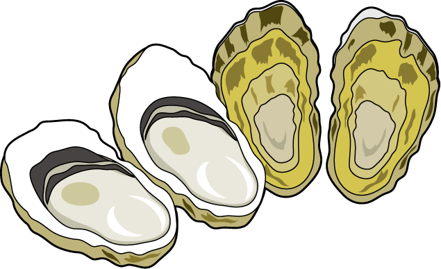 Oyster Clipart 2 - Oyster Cartoon, Transparent background PNG HD thumbnail