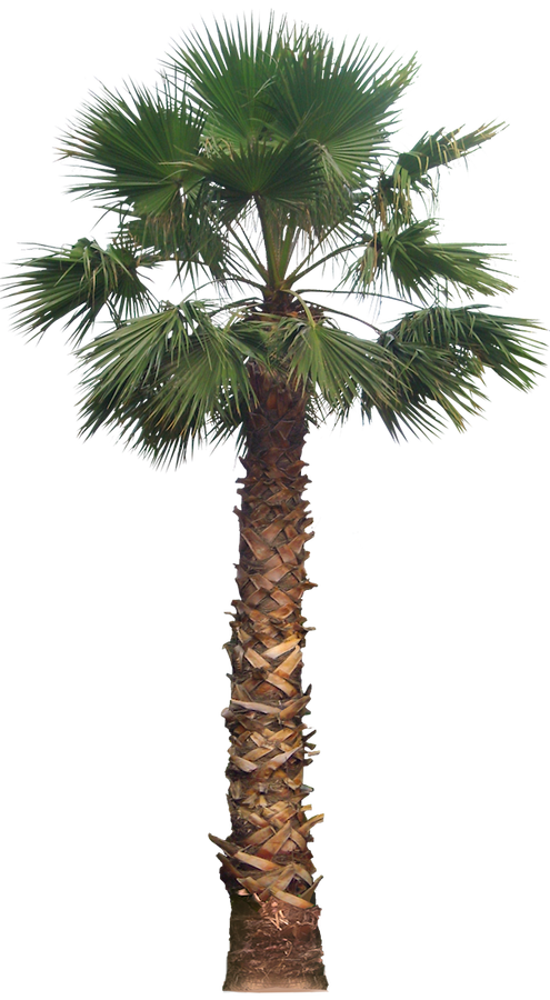 20 Free Tree Png Images   Washingtoniafil02L - Palm Tree, Transparent background PNG HD thumbnail