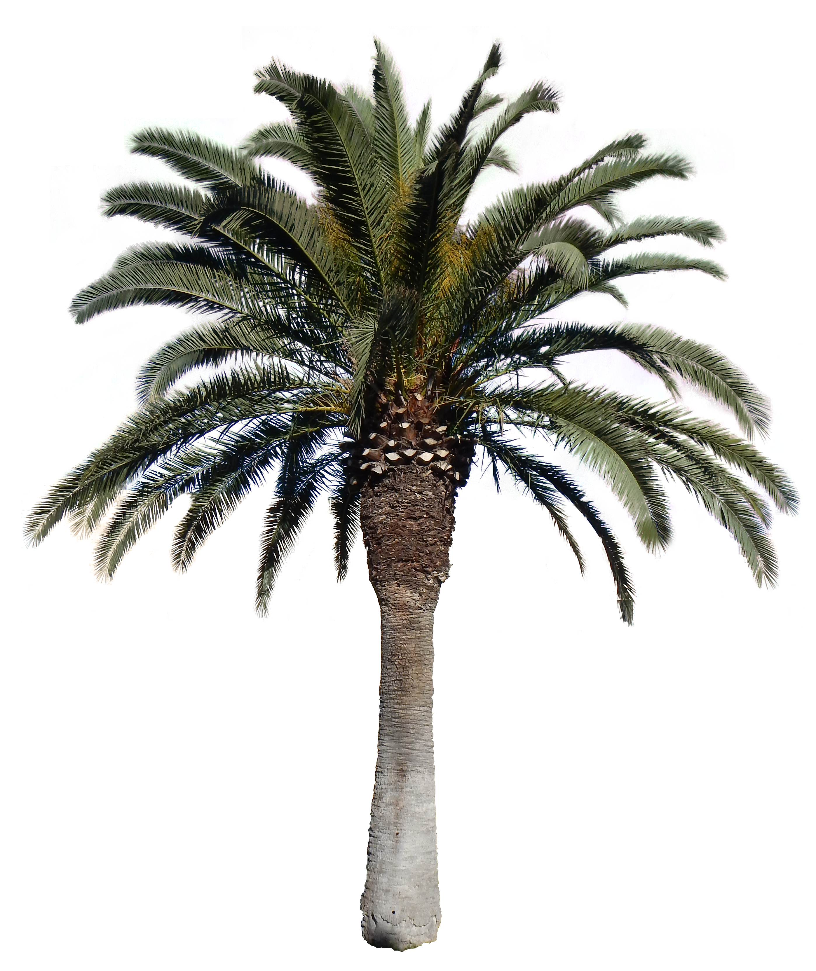 Download - Palm Tree, Transparent background PNG HD thumbnail