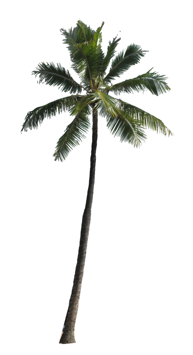 Palm Tree Leaf Png image #430