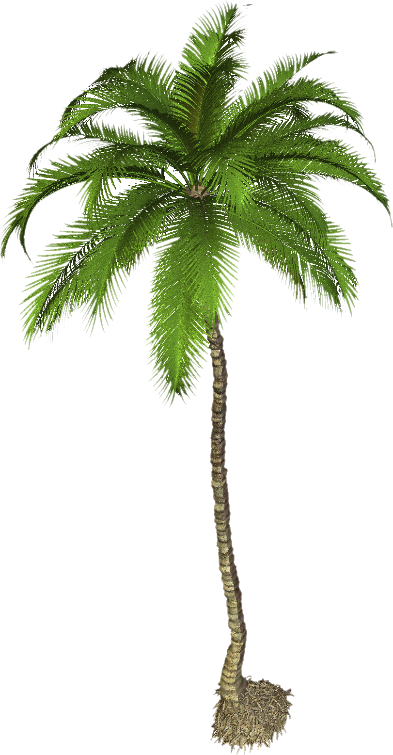 Download Palm Tree Png Images Transparent Gallery. Advertisement - Palm Tree, Transparent background PNG HD thumbnail