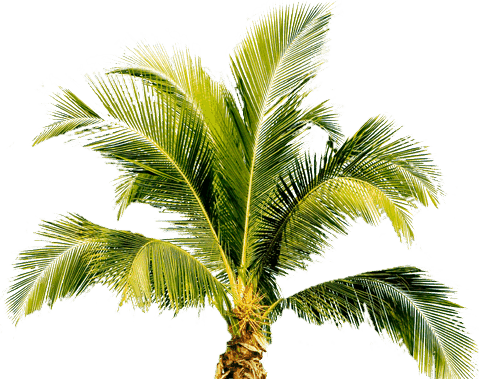 Palm Tree Png - Palm Tree, Transparent background PNG HD thumbnail
