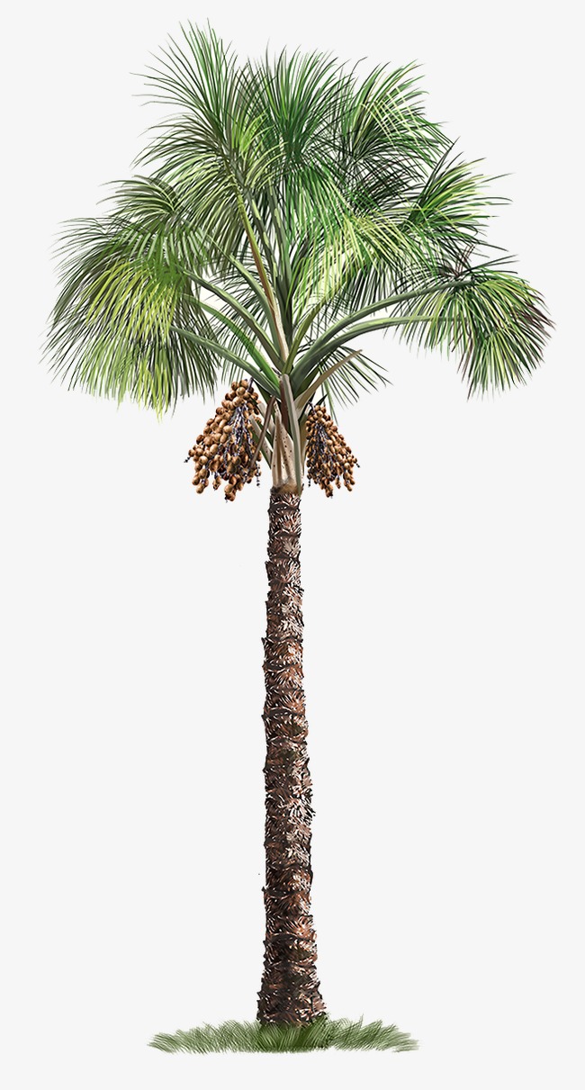 Palm Tree · Png - Palm Tree, Transparent background PNG HD thumbnail