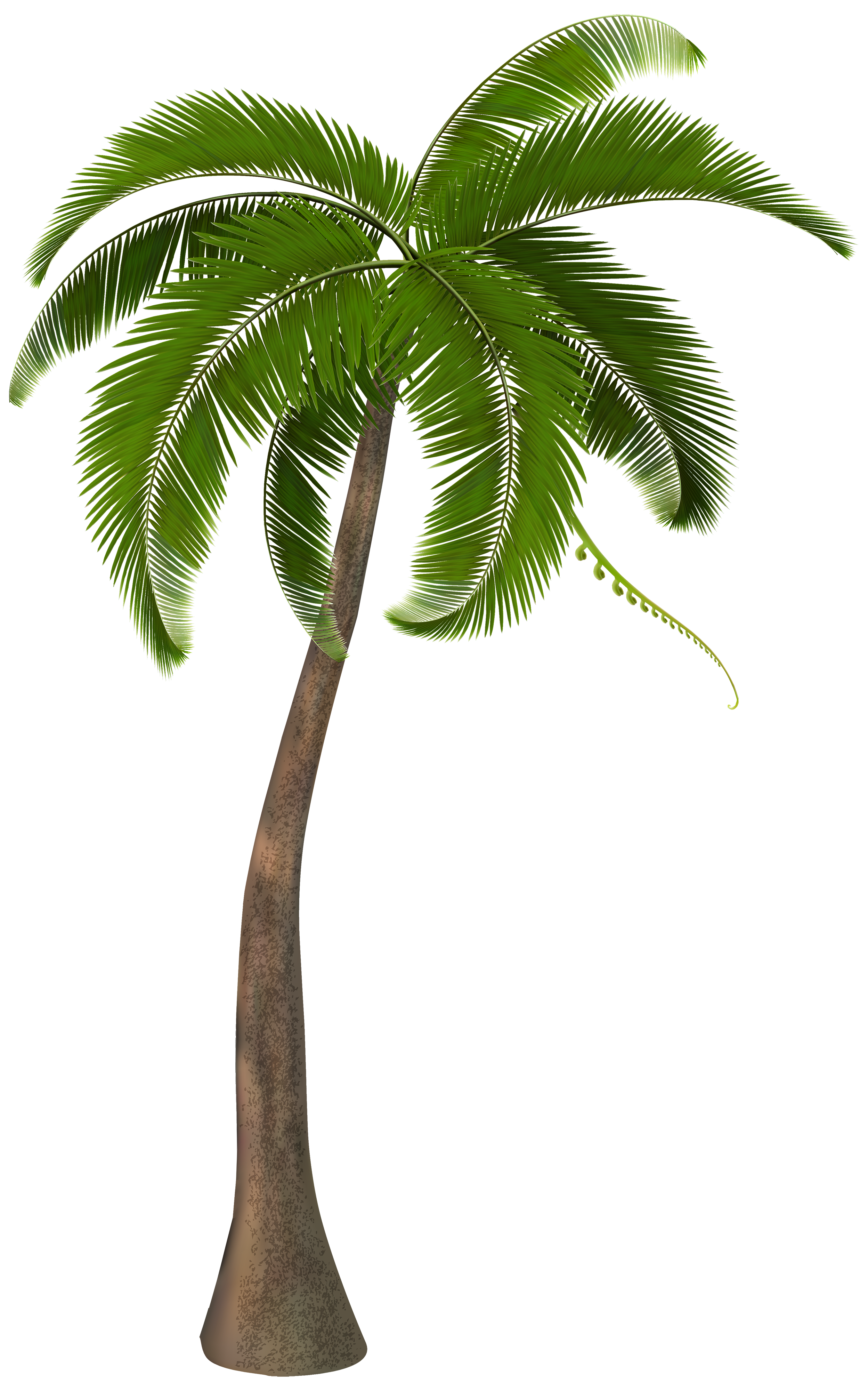Palm Trees Hdpng.com  - Palm Tree, Transparent background PNG HD thumbnail