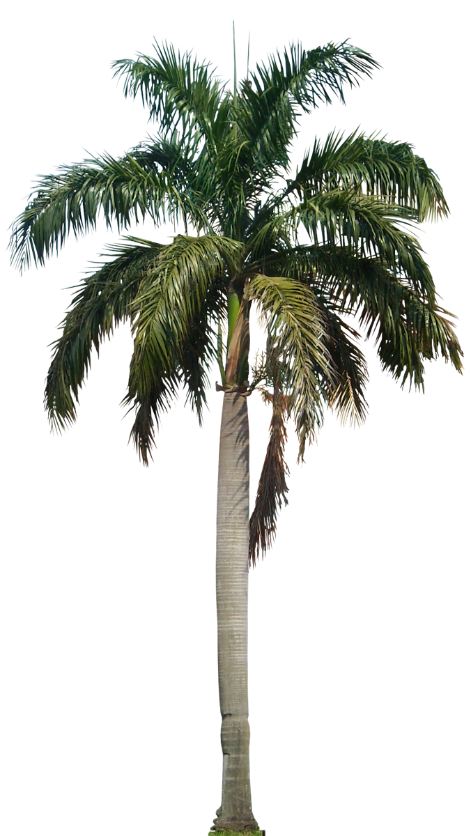 Palm Trees Png - Palm Tree, Transparent background PNG HD thumbnail