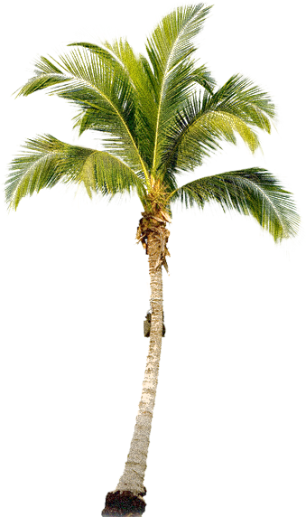 Tropical Palm Tree Png - Palm Tree, Transparent background PNG HD thumbnail