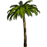 Tropical Palm Tree Png Png Image - Palm Tree, Transparent background PNG HD thumbnail