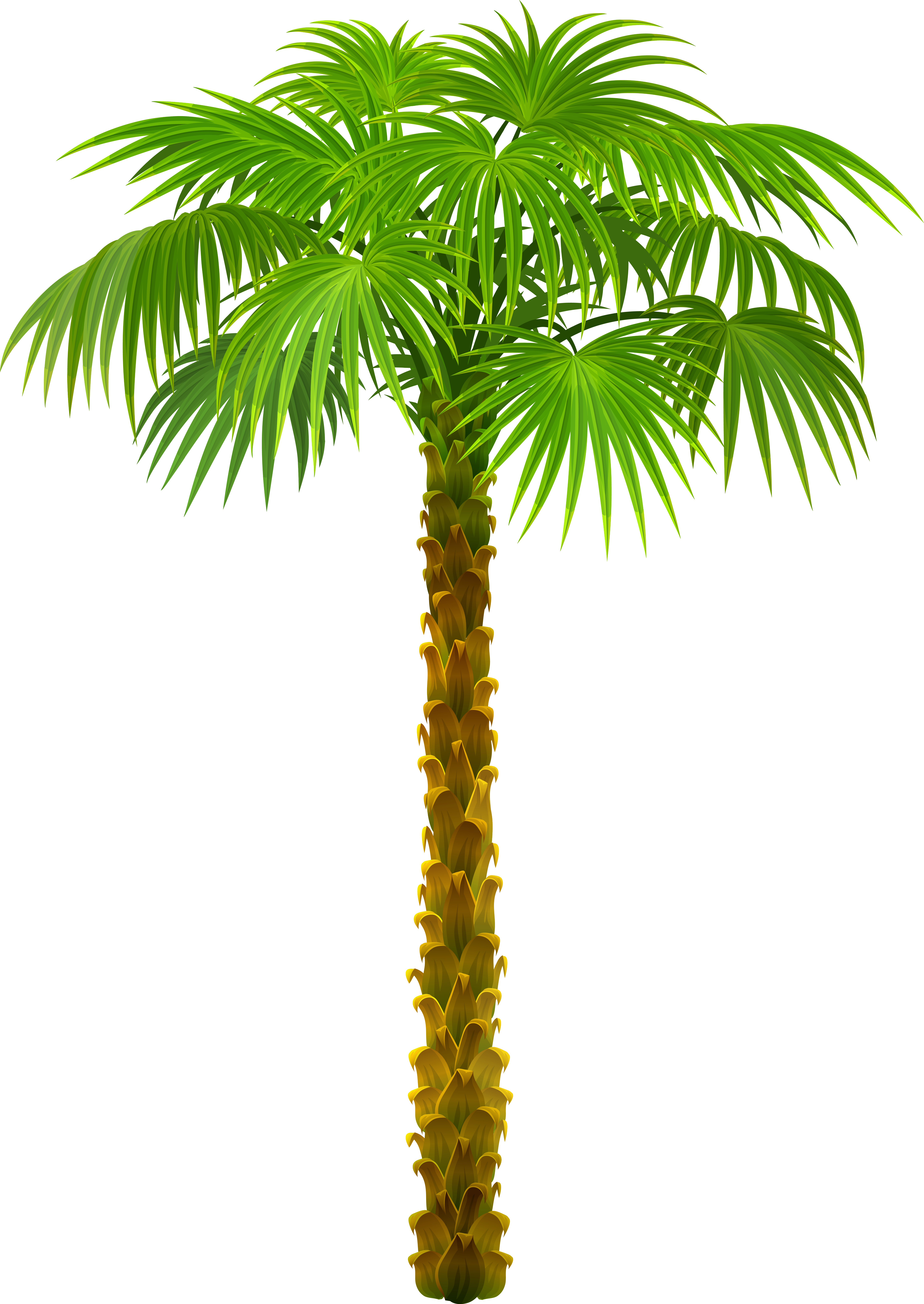 Palm Tree PNG Transparent Ima