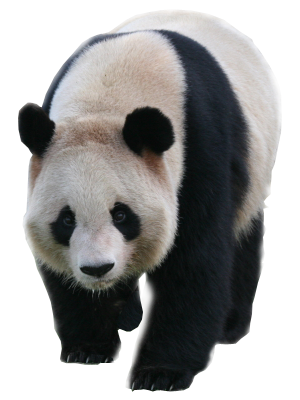Panda - Panda, Transparent background PNG HD thumbnail
