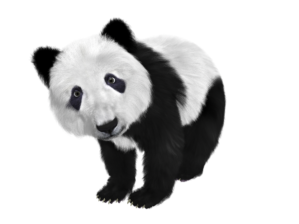 Panda, Panda Baby, China, Toon, Furry - Panda, Transparent background PNG HD thumbnail