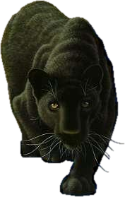 Black Panther.png - Panther, Transparent background PNG HD thumbnail