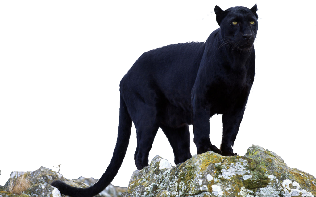 Black Panther Transparent By Darksoulforver9 D6Czu4X.png - Panther, Transparent background PNG HD thumbnail