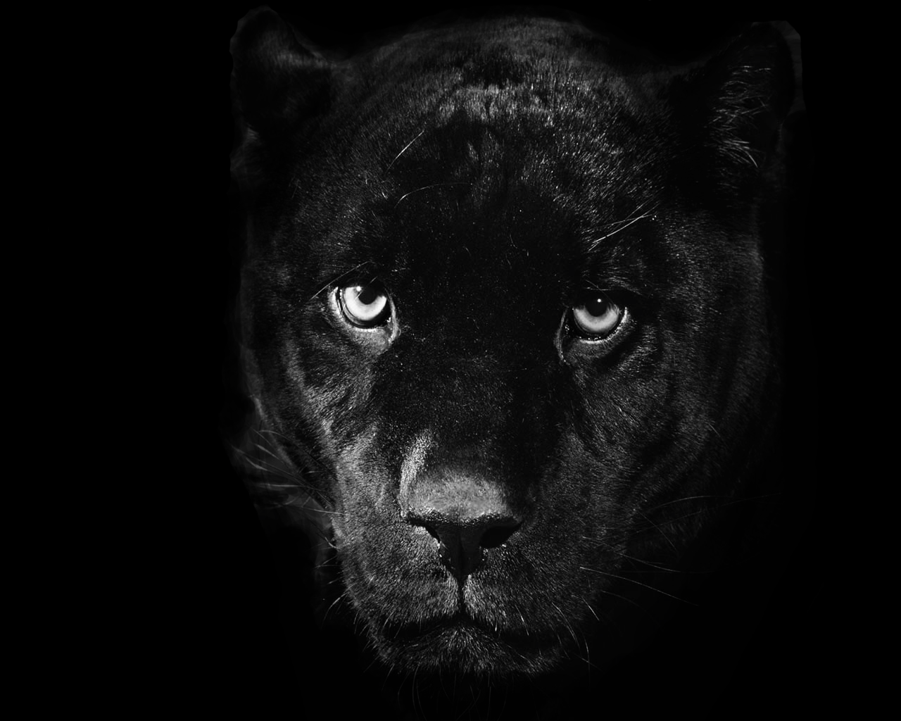 Panther.png - Panther, Transparent background PNG HD thumbnail