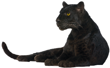 Panther Png Image Png Image - Panther, Transparent background PNG HD thumbnail