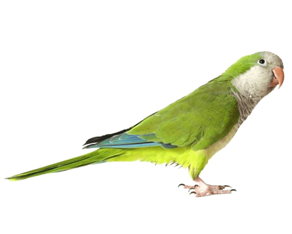 Green Parrot Png Images Download Png Image - Parrot, Transparent background PNG HD thumbnail
