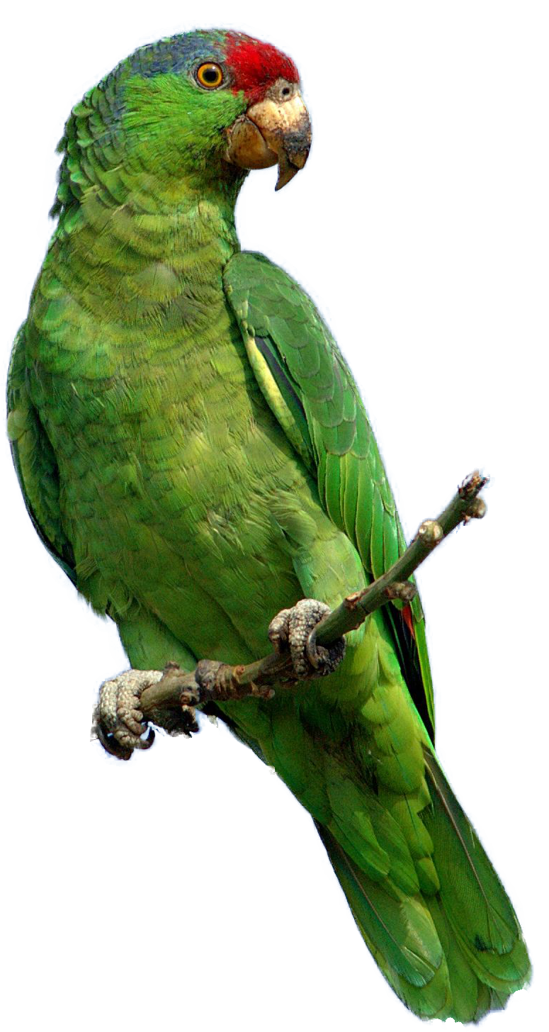 Green Parrot Png Images, Free Download - Parrot, Transparent background PNG HD thumbnail