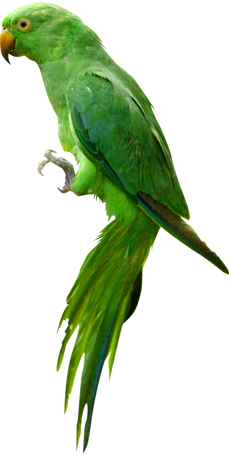 Indian Parrot Png Image - Parrot, Transparent background PNG HD thumbnail