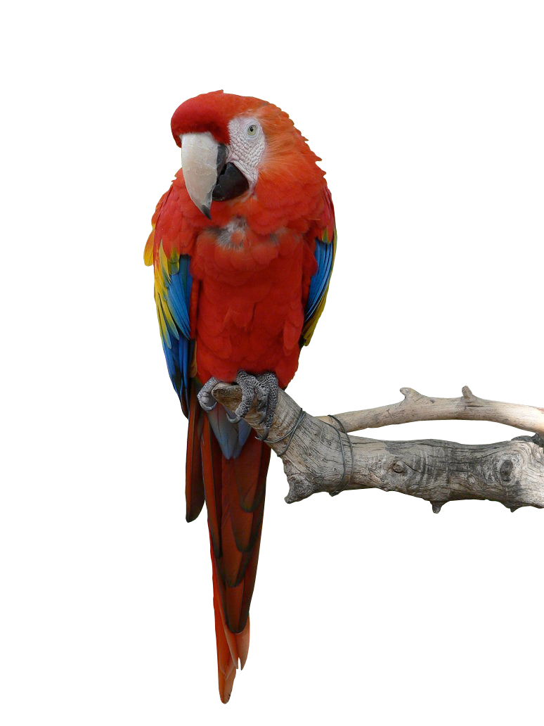 Parrot Png Hd Png Image - Parrot, Transparent background PNG HD thumbnail