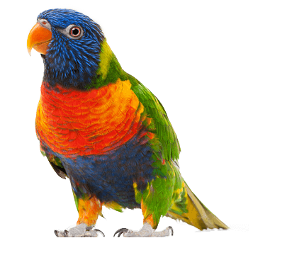 Parrot Png Images Download Png Image - Parrot, Transparent background PNG HD thumbnail