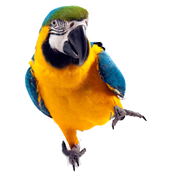 Parrot Png Images, Free Download - Parrot, Transparent background PNG HD thumbnail