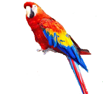 Parrot Png Images, Free Download - Parrot, Transparent background PNG HD thumbnail