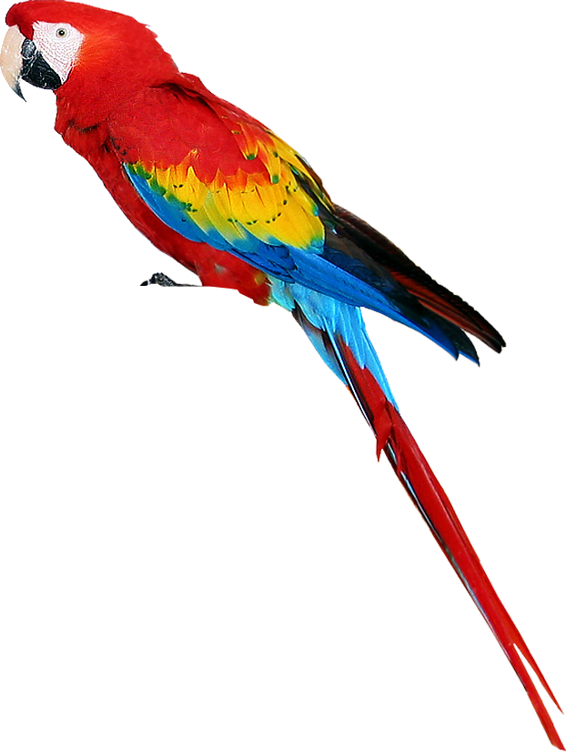 Colorful Parrot Png Images, Free Download - Parrot, Transparent background PNG HD thumbnail