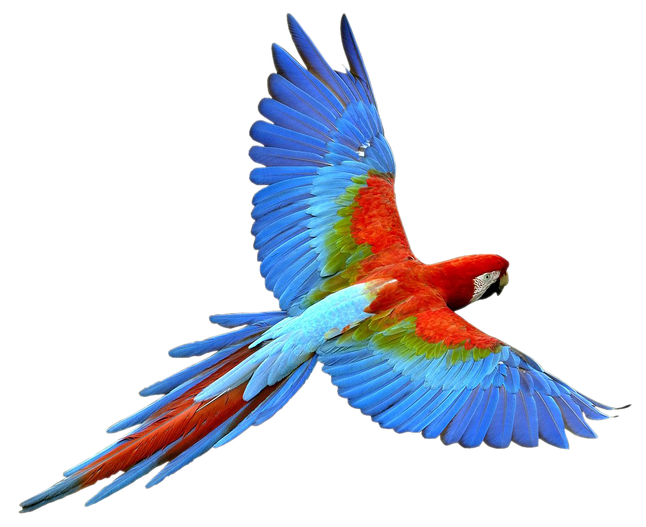 Flying Parrot Png Images, Free Download - Parrot, Transparent background PNG HD thumbnail