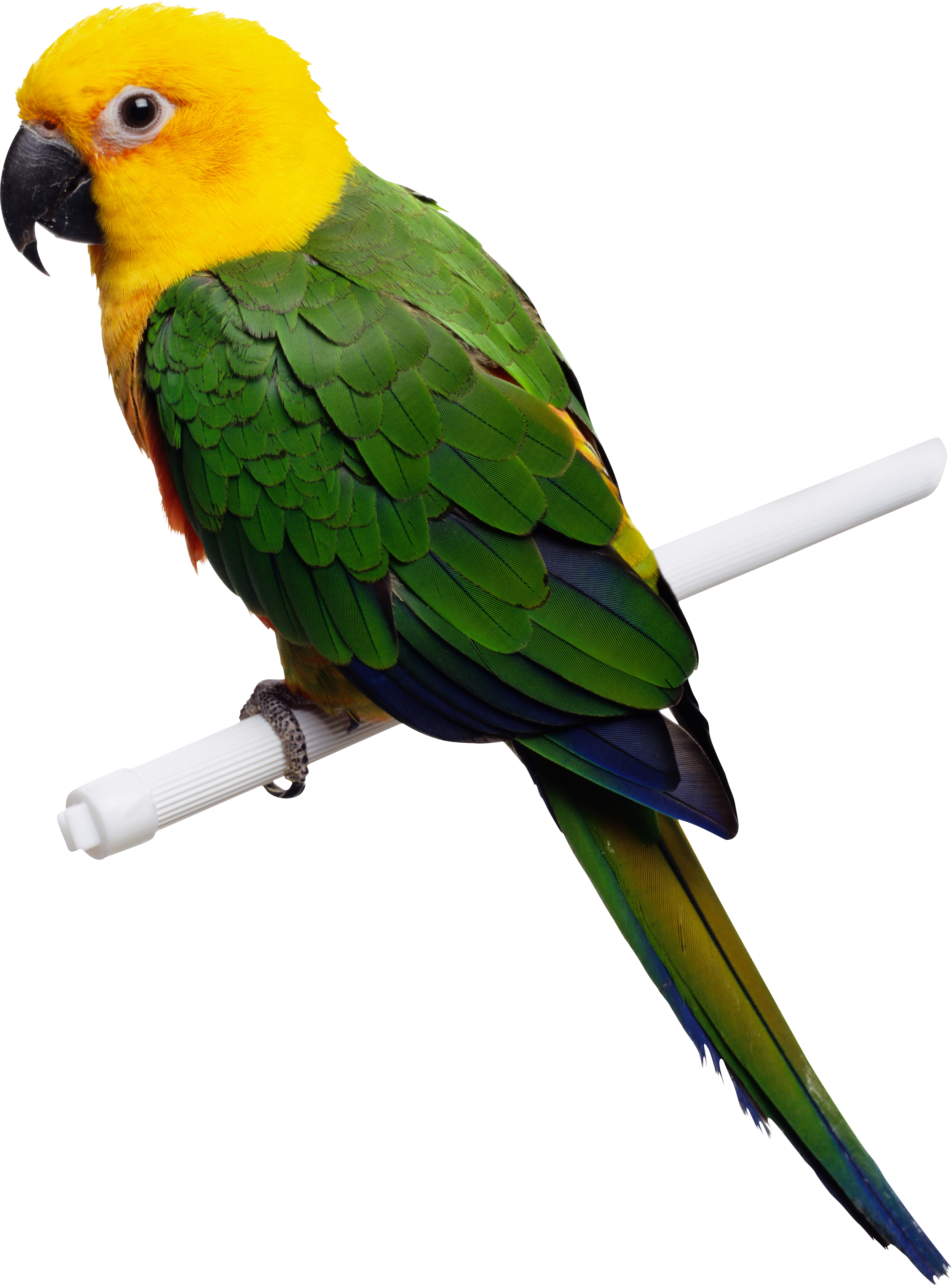 Green Yellow Parrot Png Images, Free Download - Parrot, Transparent background PNG HD thumbnail
