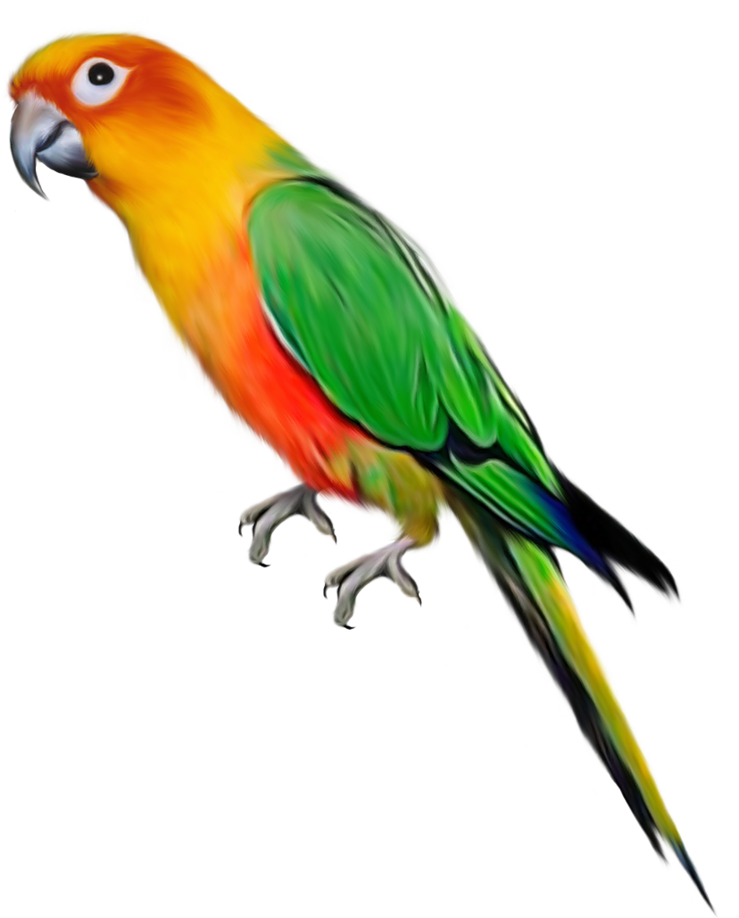 Parrot Png Image #22806 - Parrot, Transparent background PNG HD thumbnail
