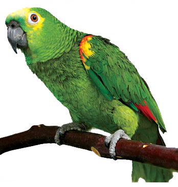 Parrot Png Image #22818 - Parrot, Transparent background PNG HD thumbnail