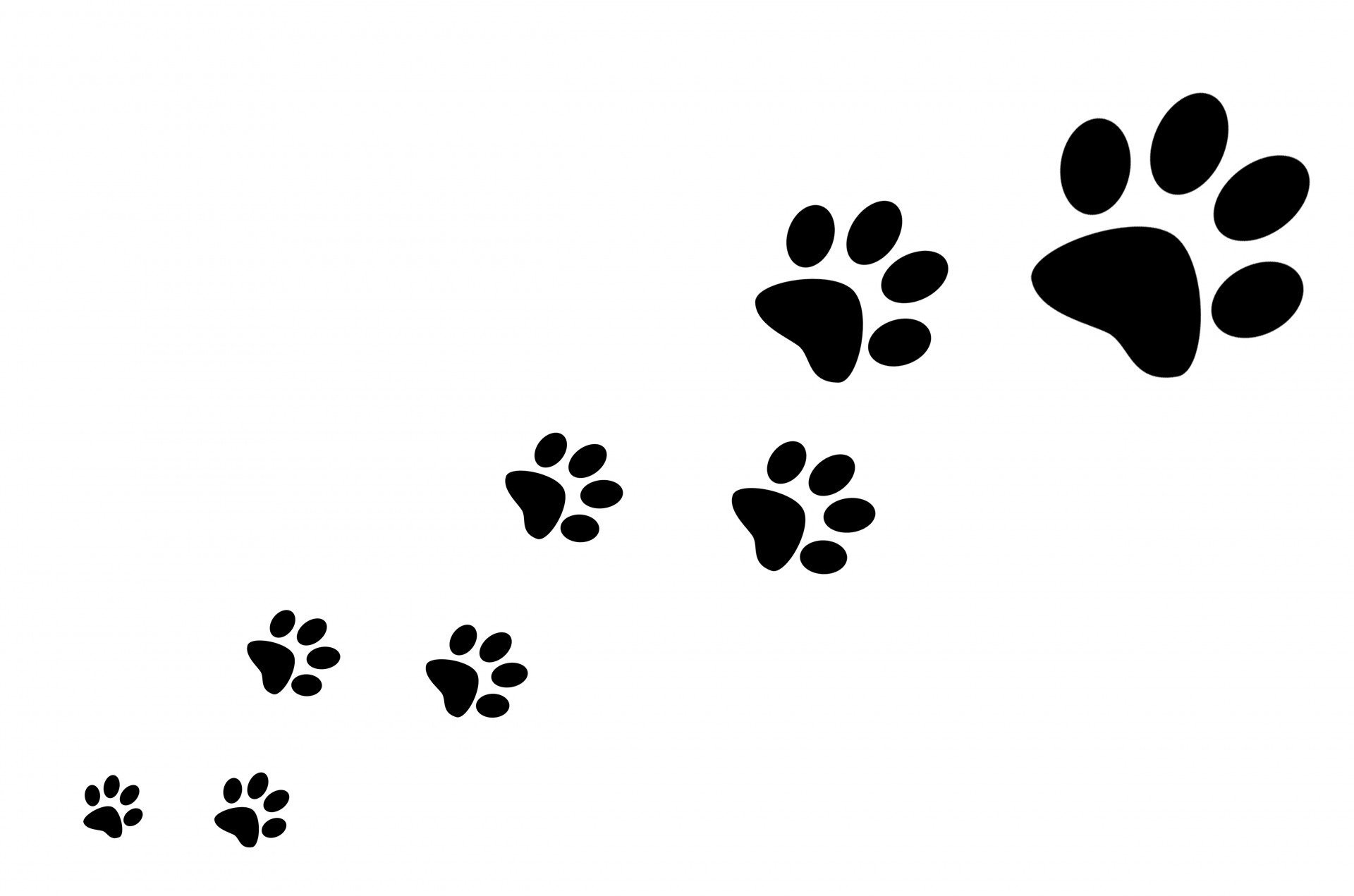 Pictures Of Cat Paw Prints   Hd Wallpapers Lovely - Paw Print, Transparent background PNG HD thumbnail