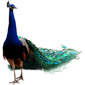 74.png - Peacock, Transparent background PNG HD thumbnail