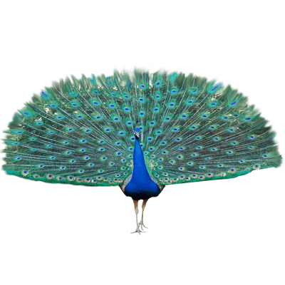 Peacock Png - Peacock, Transparent background PNG HD thumbnail