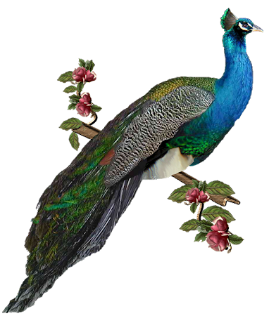 Pin Peacock Clipart Branch #5 - Peacock, Transparent background PNG HD thumbnail