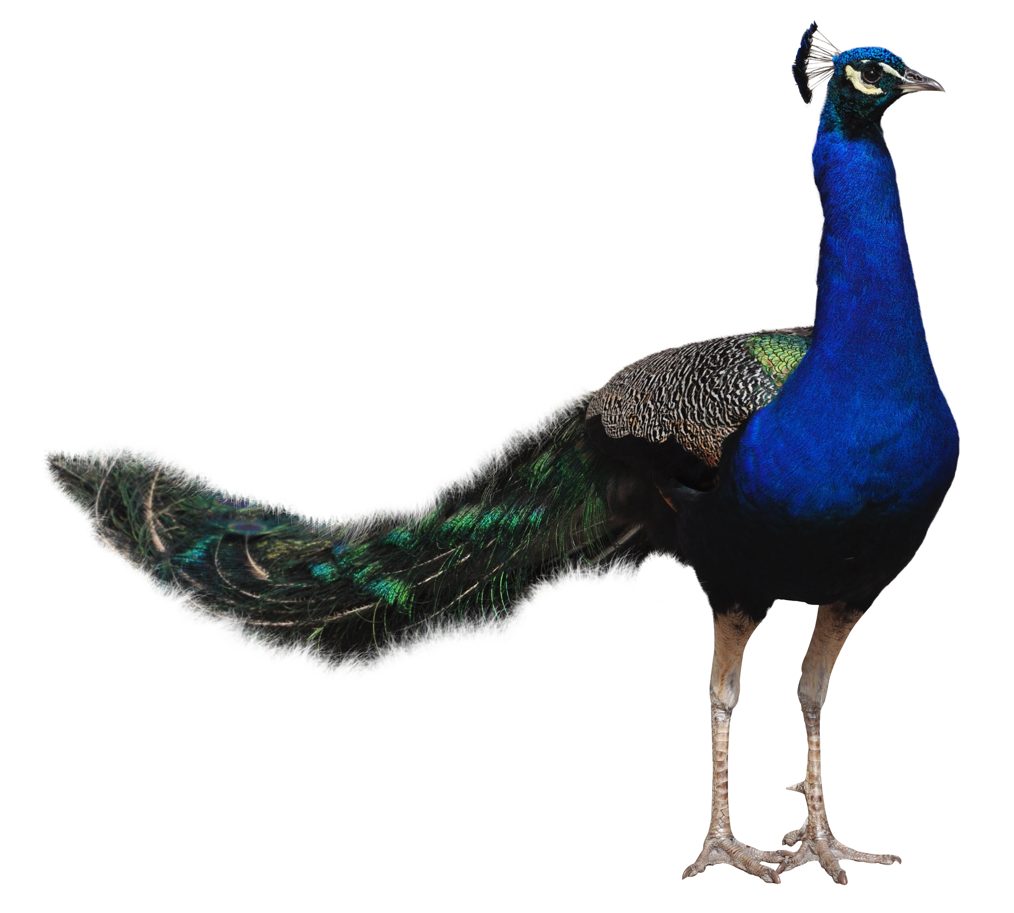 Resolution: 2000 X 1800 | Format: Png | Keywords: Bird, Peacock - Peacock, Transparent background PNG HD thumbnail