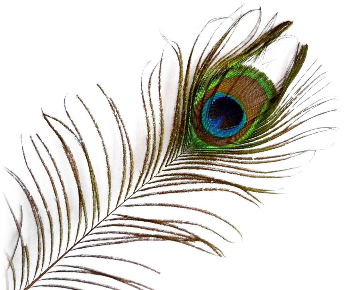 Peacock PNG by LG-Design Plus