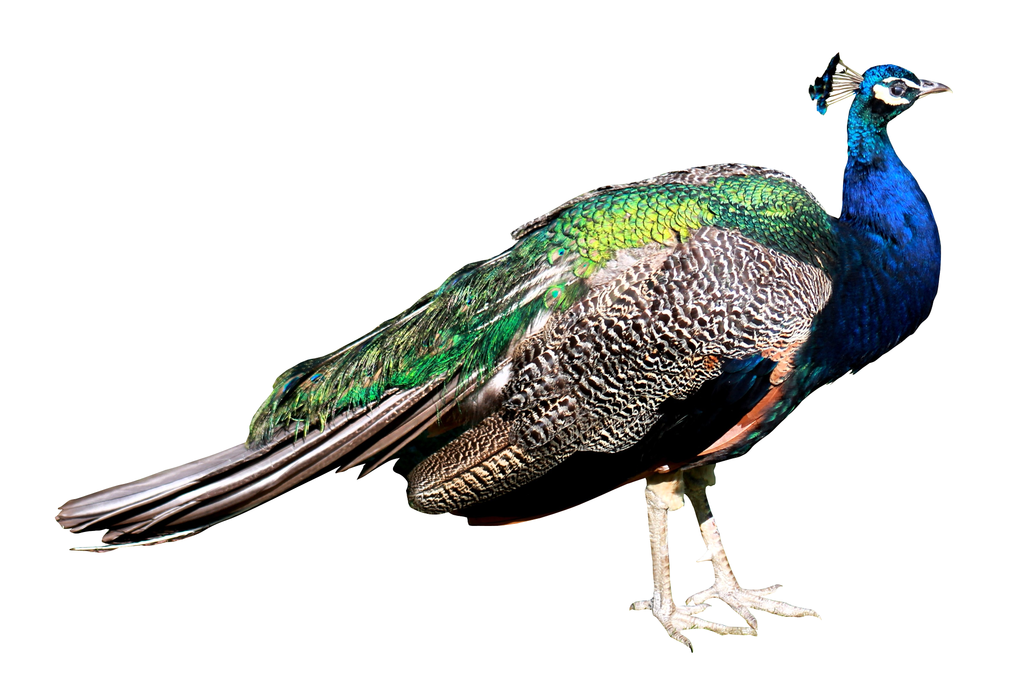 Peacock Png - Peacock, Transparent background PNG HD thumbnail