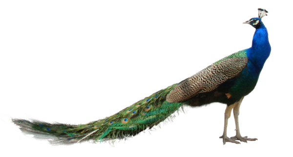 Peacock Png By Lg Design Hdpng.com  - Peacock, Transparent background PNG HD thumbnail