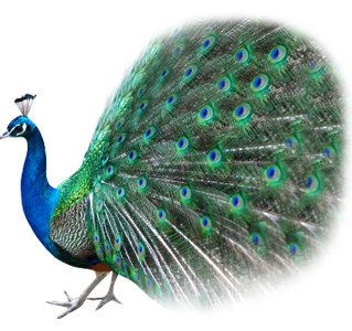 Peacock Png Clipart - Peacock, Transparent background PNG HD thumbnail