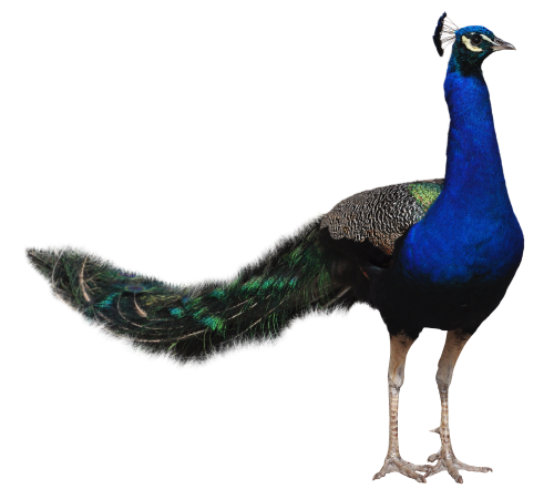Peacock Png Transparent Image - Peacock, Transparent background PNG HD thumbnail