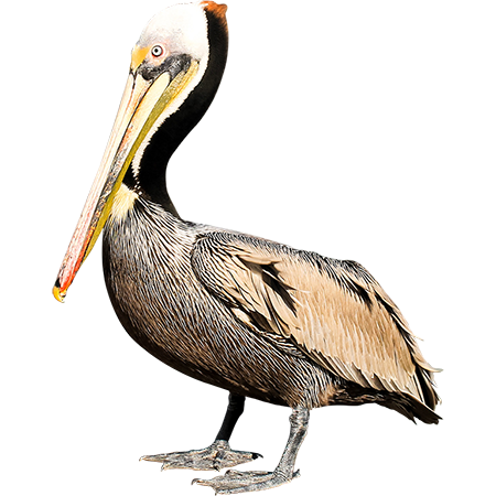 A Confident Pelican Looking Bird Is Standing On The Pier And Probably Thinking Itu0027S A Good Time For Lunch About Now. - Pelican, Transparent background PNG HD thumbnail