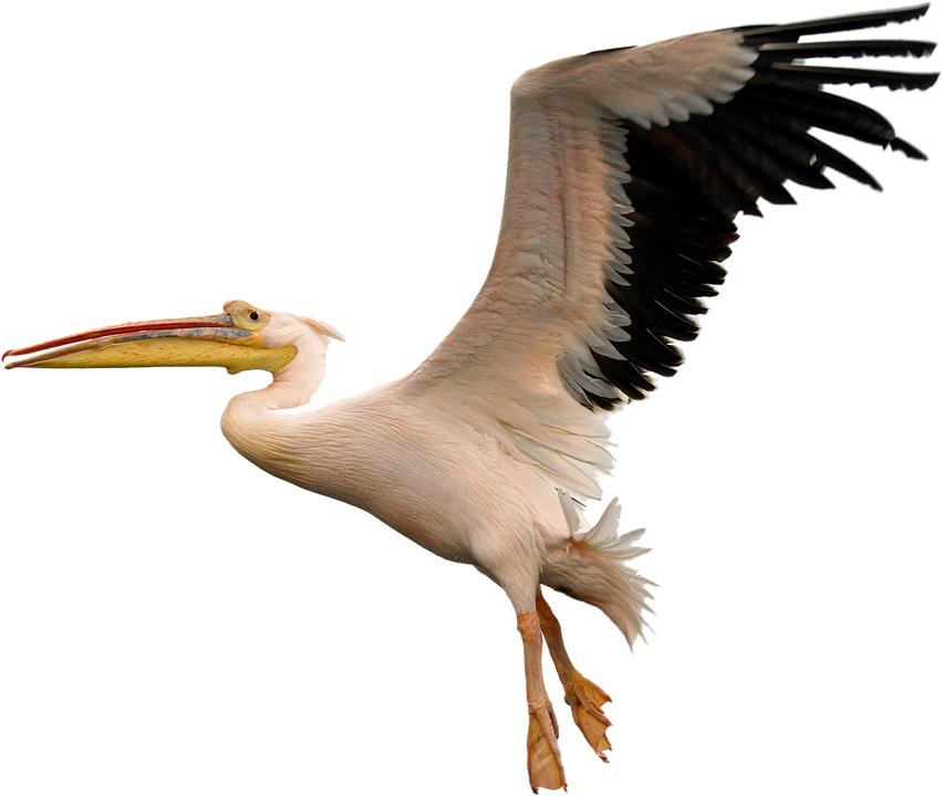 Bird, Fly, White, Pelican, Nature, Wildlife, Wing - Pelican, Transparent background PNG HD thumbnail