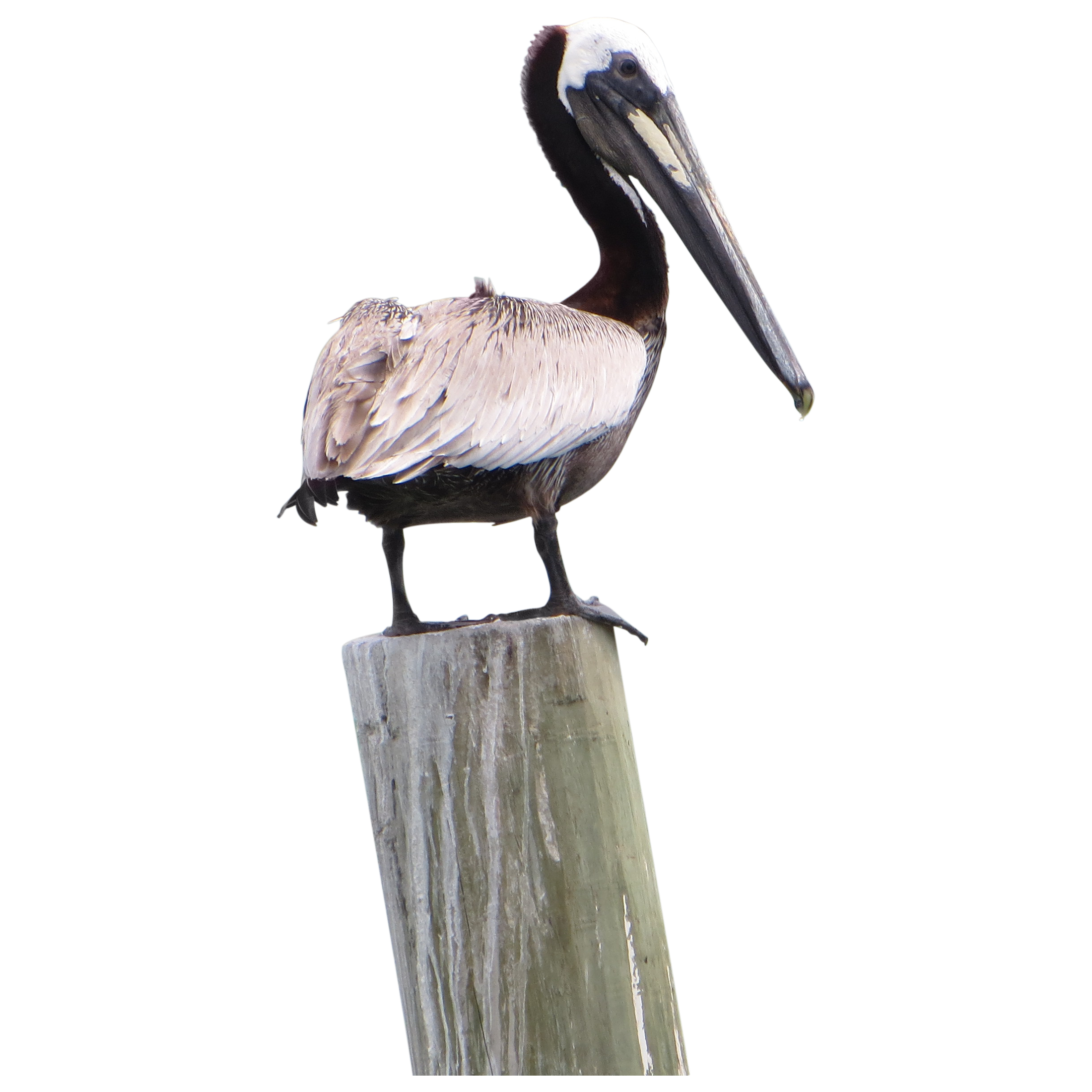 Download Pelican Png Images Transparent Gallery. Advertisement. Advertisement - Pelican, Transparent background PNG HD thumbnail