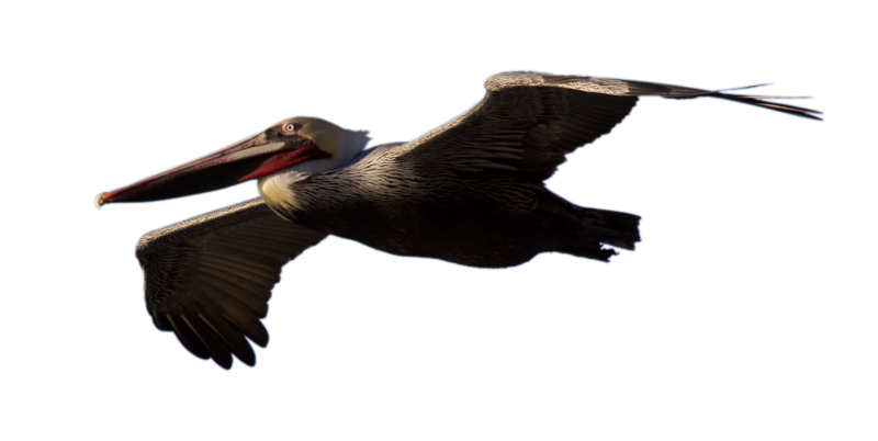 Netzephyr 376 117 Stock Brown Pelican Flying (With Alpha Layer) By Netzephyr - Pelican, Transparent background PNG HD thumbnail
