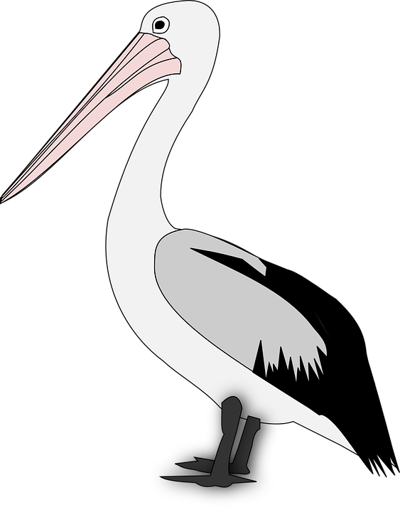 Pelican Bird Animal - Pelican, Transparent background PNG HD thumbnail