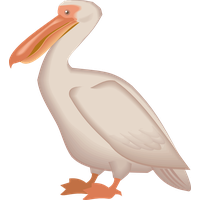 Pelican Png Png Image - Pelican, Transparent background PNG HD thumbnail