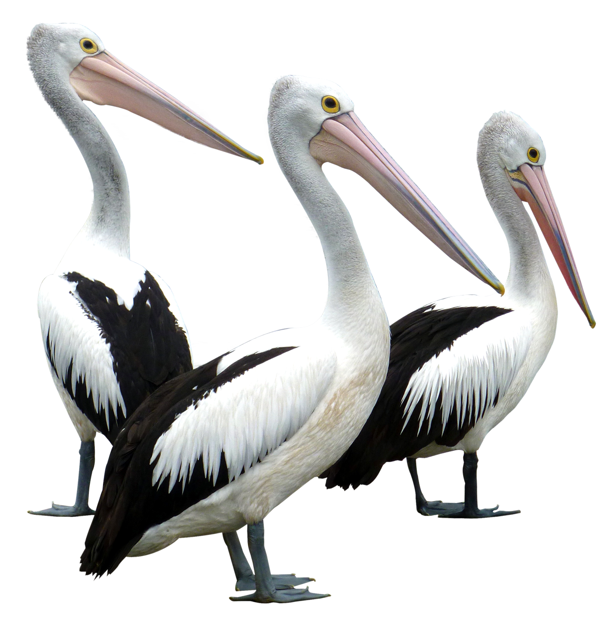 Pelicans Bird Png Image - Pelican, Transparent background PNG HD thumbnail