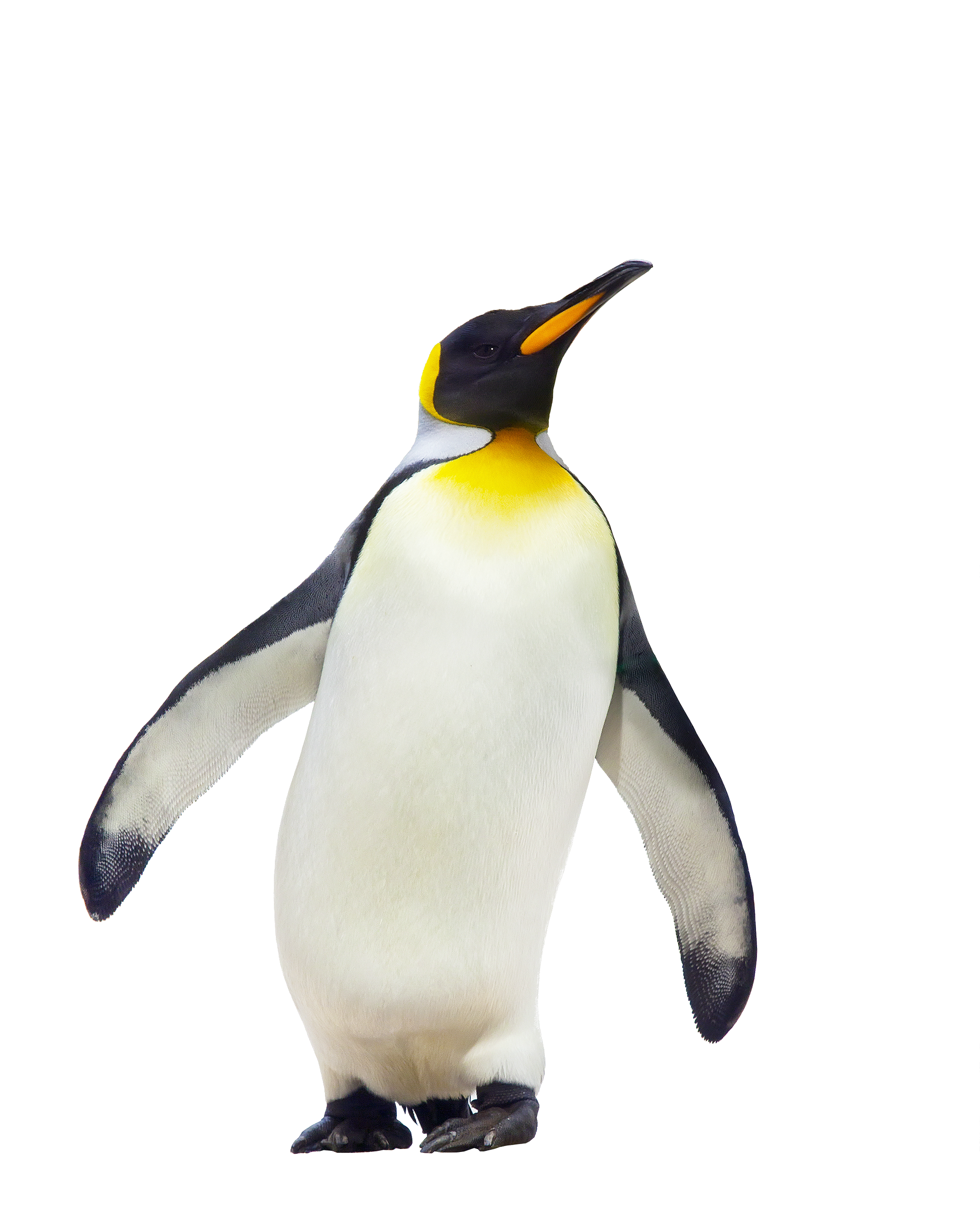Download Png Image   Penguin Free Download Png - Penguin, Transparent background PNG HD thumbnail